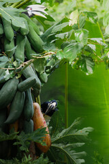 A beautiful oriental pied hornbill (Anthracoceros albirostris) feeding on ripe papaya fruits in tropical nature