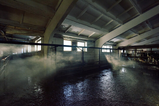 Large cowshed with Holstein cows. Black and white cattle standing in dusky stall as sunbeams filtering through windows and slightly illuminating wet dirty floor.
