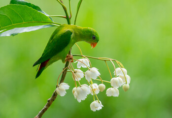 Parrotbill Feeding on White Blossoms