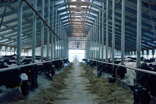 Herd of Holstein cows eating hay in large barn at agricultural cooperative. Man on tractor entering barn for adding more hay or cleaning passage.