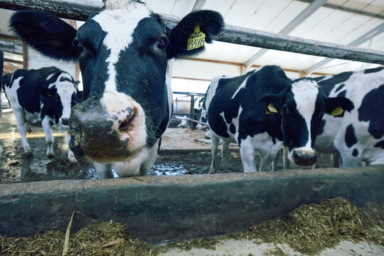 Portrait of young healthy Holstein Friesian cow with identification ear tag standing in stall with hay and pointing its muzzle at camera. Her wet nose and whiskers clearly seen in the foreground.