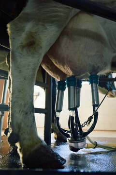 Mechanical milking at dairy farm. Low angle view of four teat cups adjusted to big swollen cows udder for getting milk.