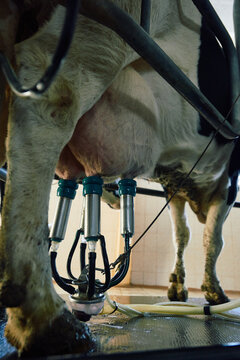 Modern technologies at agricultural cooperative. Holstein dairy cow being milked with milking cluster attached to its swollen udder, low angle view.