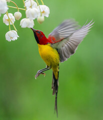 Crimson Sunbird Hovering at Blossoms