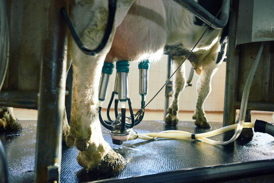 Mechanical milking at agricultural cooperative. Extracting milk from black and white dairy cow with help of modern teat cups attached to its udder.