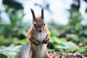 squirrel eating nut