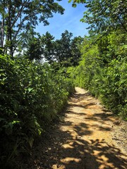 Caminando en medio de la naturaleza