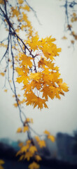 Golden autumn leaves hang delicately from branches against soft, blurred background, creating serene and peaceful atmosphere. vibrant yellow hues contrast beautifully with muted sky