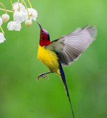 Crimson Sunbird Hovering at Blossoms