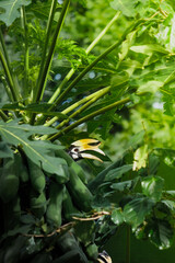 A beautiful oriental pied hornbill (Anthracoceros albirostris) feeding on ripe papaya fruits in tropical nature