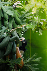 A beautiful oriental pied hornbill (Anthracoceros albirostris) feeding on ripe papaya fruits in tropical nature