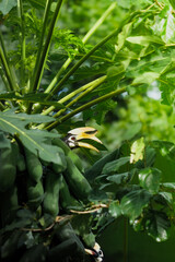 A beautiful oriental pied hornbill (Anthracoceros albirostris) feeding on ripe papaya fruits in tropical nature