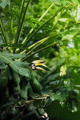 A beautiful oriental pied hornbill (Anthracoceros albirostris) feeding on ripe papaya fruits in tropical nature
