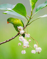 Parrotbill Feeding on White Blossoms