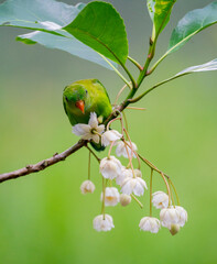 Parrotbill Feeding on White Blossoms