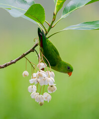 Parrotbill Feeding on White Blossoms