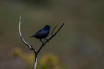 A vibrant, iridescent Purple Sunbird perches gracefully on a bare branch, its dark plumage shimmering with blues and purples in the natural light, surrounded by a softly blurred green background.