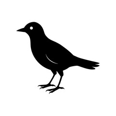 Silhouette of a Bird on a white background