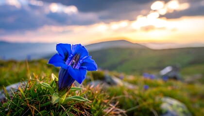 Vibrant blue flower in mountain meadow at sunset