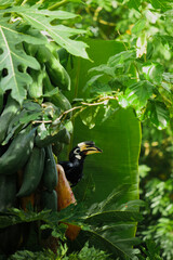 A beautiful oriental pied hornbill (Anthracoceros albirostris) feeding on ripe papaya fruits in tropical nature