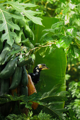 A beautiful oriental pied hornbill (Anthracoceros albirostris) feeding on ripe papaya fruits in tropical nature