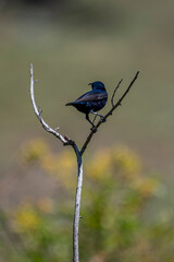 A vibrant, iridescent Purple Sunbird perches gracefully on a bare branch, its dark plumage shimmering with blues and purples in the natural light, surrounded by a softly blurred green background.