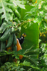 A beautiful oriental pied hornbill (Anthracoceros albirostris) feeding on ripe papaya fruits in tropical nature