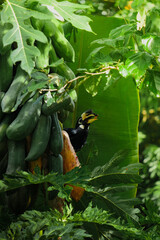 A beautiful oriental pied hornbill (Anthracoceros albirostris) feeding on ripe papaya fruits in tropical nature