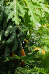 A beautiful oriental pied hornbill (Anthracoceros albirostris) feeding on ripe papaya fruits in tropical nature