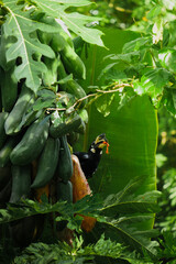 A beautiful oriental pied hornbill (Anthracoceros albirostris) feeding on ripe papaya fruits in tropical nature