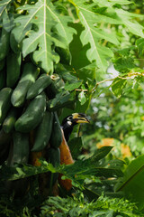 A beautiful oriental pied hornbill (Anthracoceros albirostris) feeding on ripe papaya fruits in tropical nature