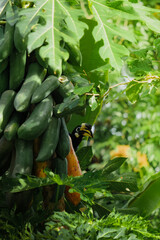 A beautiful oriental pied hornbill (Anthracoceros albirostris) feeding on ripe papaya fruits in tropical nature