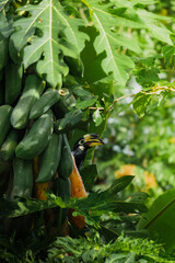A beautiful oriental pied hornbill (Anthracoceros albirostris) feeding on ripe papaya fruits in tropical nature