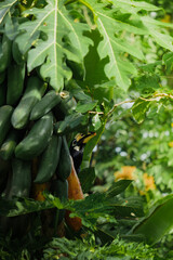 A beautiful oriental pied hornbill (Anthracoceros albirostris) feeding on ripe papaya fruits in tropical nature