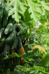 Hornbill on papaya tree