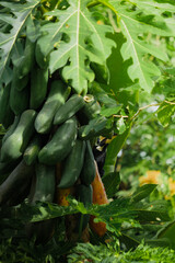 A beautiful oriental pied hornbill (Anthracoceros albirostris) feeding on ripe papaya fruits in tropical nature