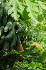 A beautiful oriental pied hornbill (Anthracoceros albirostris) feeding on ripe papaya fruits in tropical nature.