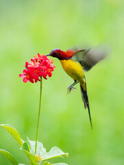 Crimson Sunbird Hovering at Flowers