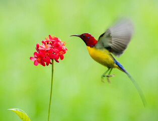 Crimson Sunbird Hovering at Flowers