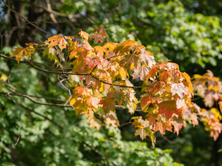 autumn maple leaves