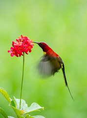 Crimson Sunbird Hovering at Flowers