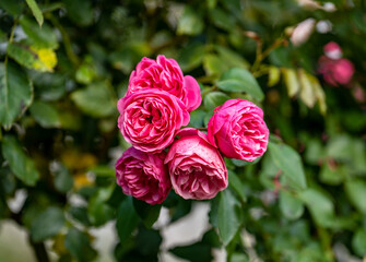 Rosa 'Pierre de Ronsard'