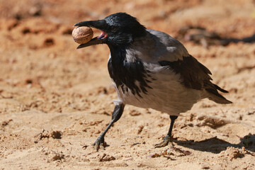 crow on the beach with walnut