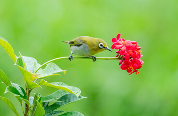 Oriental White-Eye on Blossoms