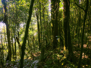 Meratus Mountains Highland Forest Floor, Tropical Rainforest of Borneo, Indonesia.