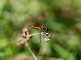 dragonfly on a branch