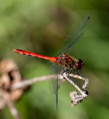 dragonfly on a branch