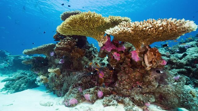 Static shot of Table Corals and colourful reef with fishes swimming in clear blue water