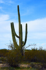 Old Saguaro Cactus Sonora desert Arizona