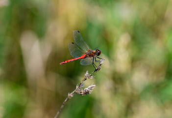 dragonfly on a branch
